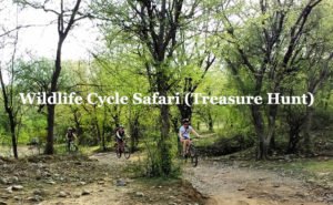 wildlife cycle tour